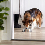  Stainless Steel Dog Bowl,dog metal bowl,Cat Food Dish Bowl,Non-Slip Pet Feeding Dish Bowl (Single Bowl(22cm))