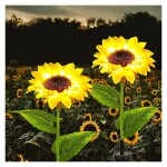 2 Pack Solar Sunflower Lights- Sunflower Garden Stake Lights Outdoor Solar Powered LED Light for Garden Patio Lawn Yard Porch Walkway Decoration